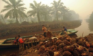 Scarico dei frutti per l'olio di palma a Sumatra. L'anno scorso mezzo milione di persone ha cercato cure per le malattie respiratorie, mentre una media di 110mila persone nel sud-est asiatico ogni anno muoiono come risultato delle conflagrazioni.  Foto: Antara Foto /Reuters